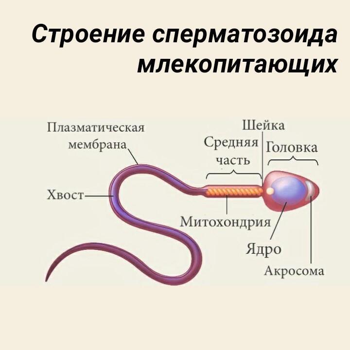 Куни Вытекающей Спермы