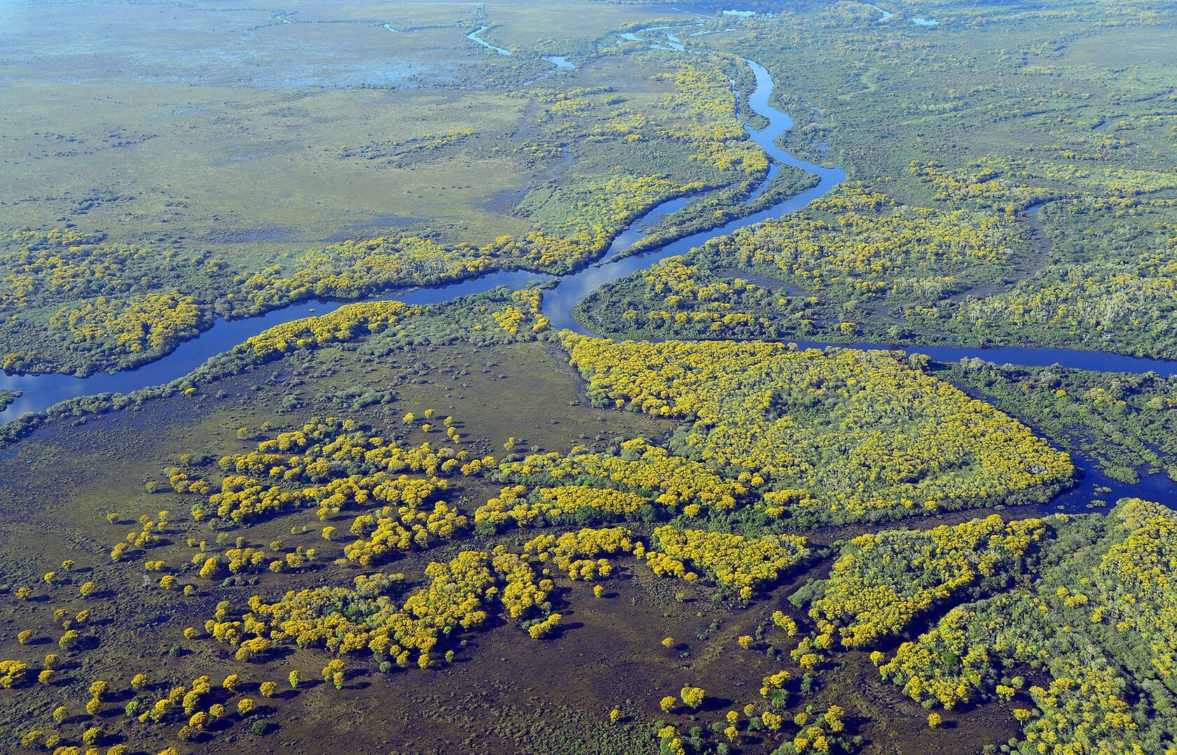Бразилия Пантанал — большая болотистая Пойма.
