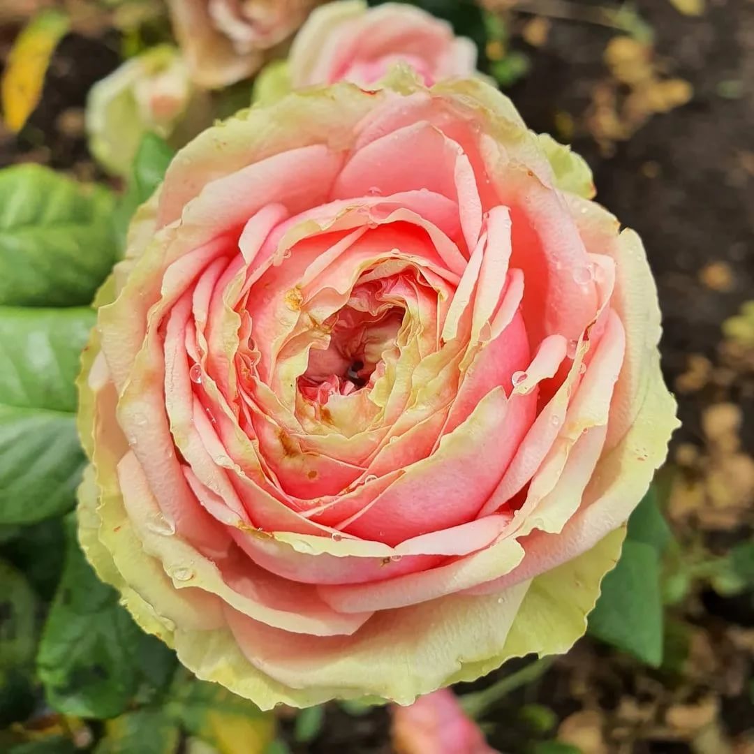 Роза питахайя