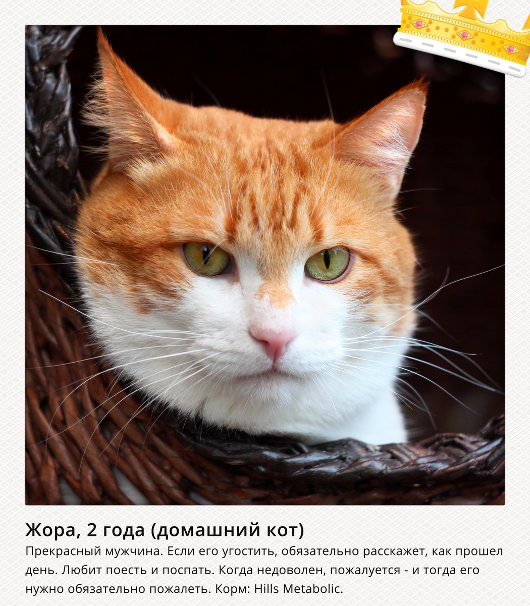 Как сделать так чтобы кот любил меня Как сделать так чтобы кот любил меня