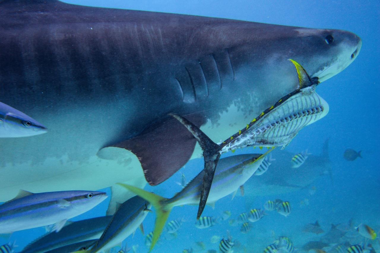 Мальдивы молотоголовая акула