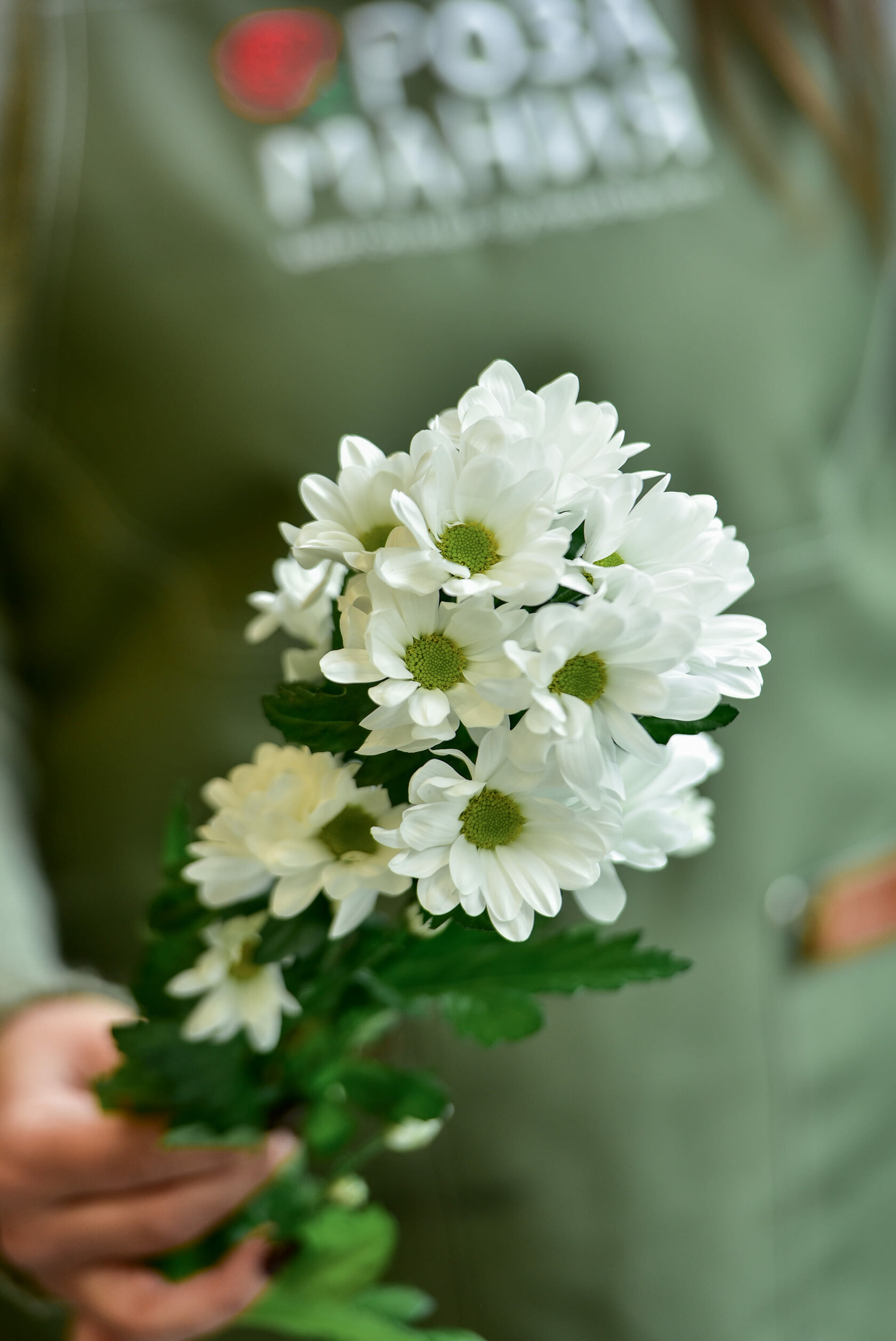 хризантема кустовая бакарди фото