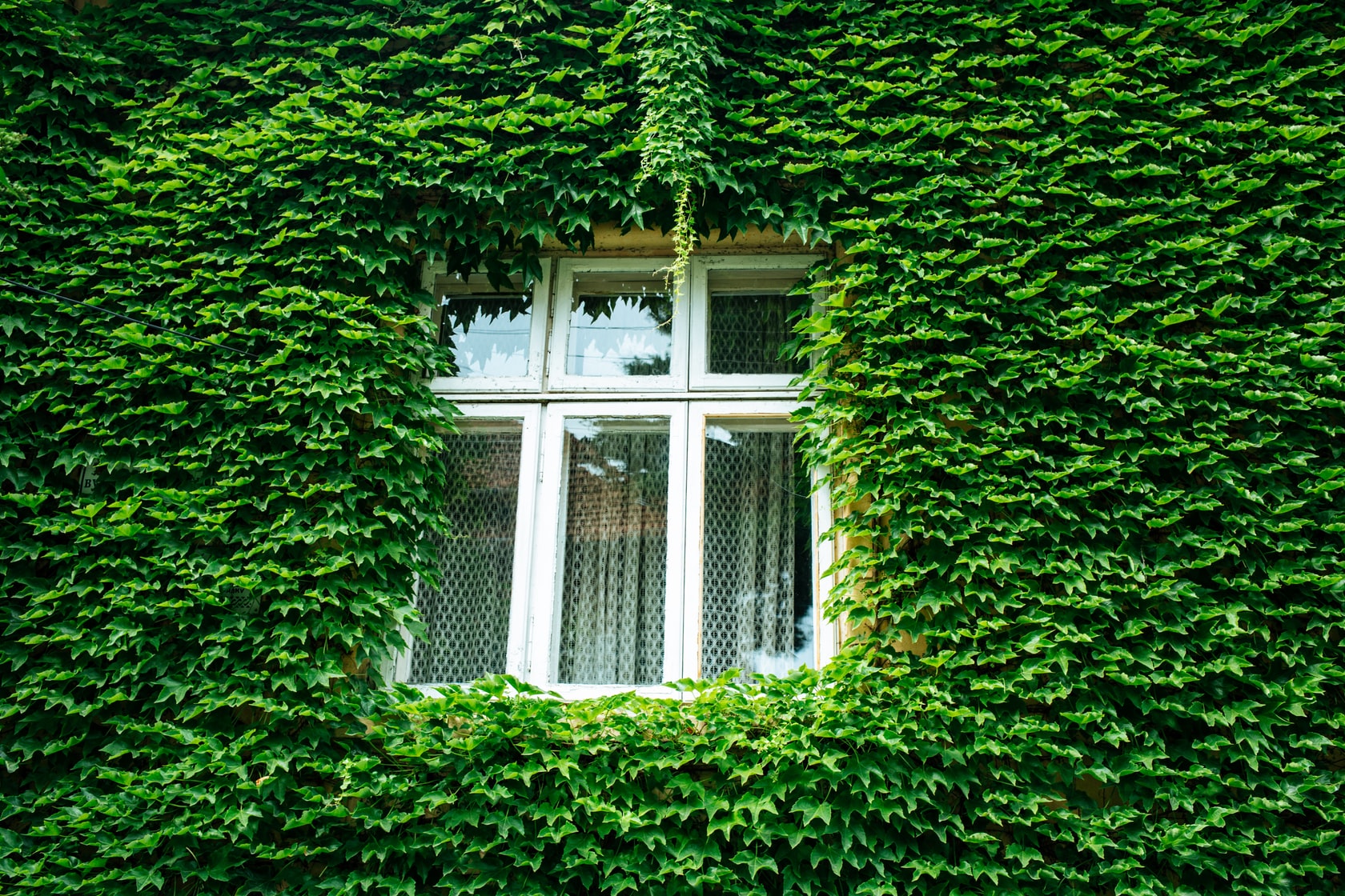 Green window