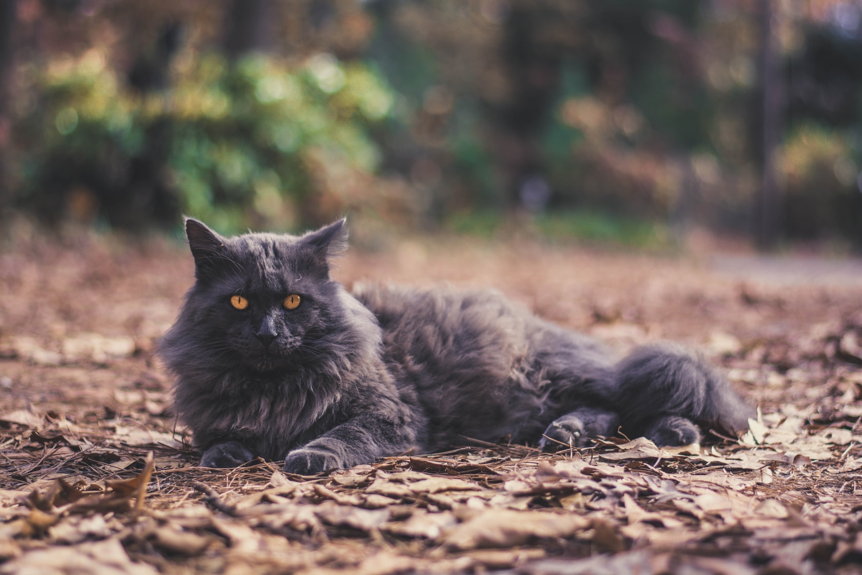 норвежская лесная кошка черный дым фото
