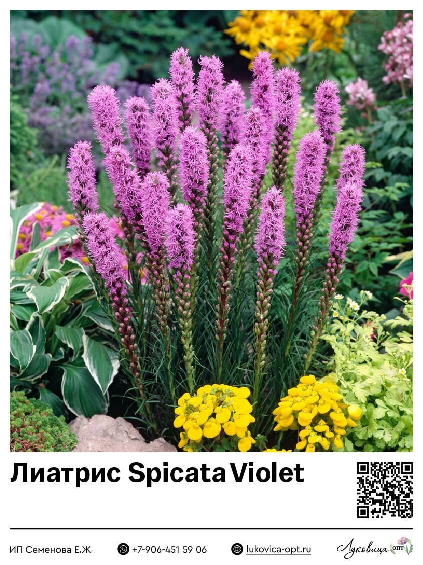 Лиатрис Spicata Violet (Колосковый) 5 шт