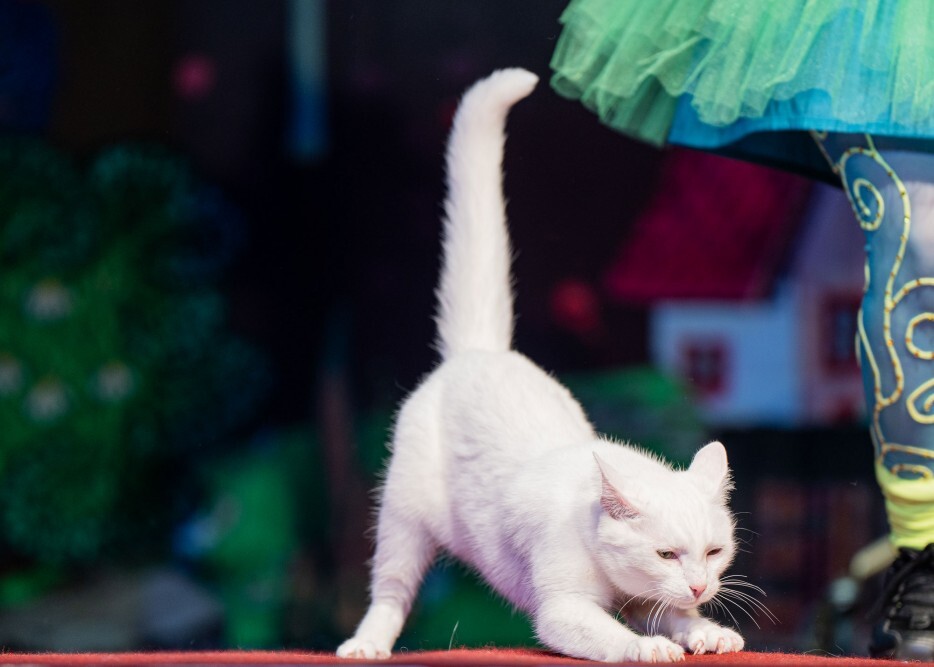 Сцена из спектакля «Коты спасают мир»