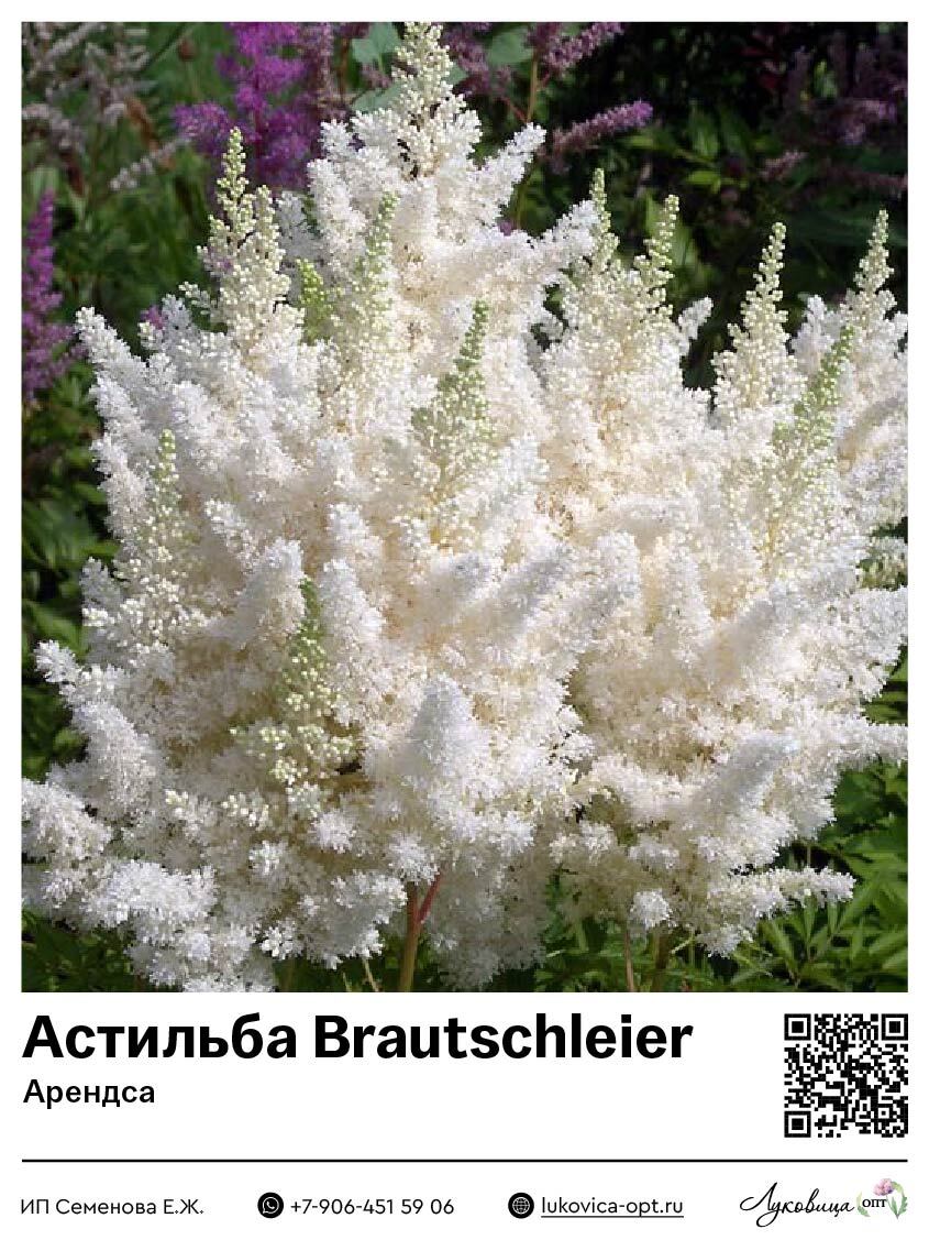Астильба Brautschleier (Арендса) 1 шт
