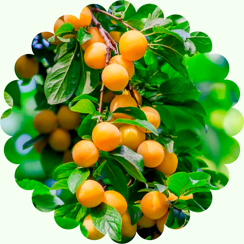 Алыча Желтая Хопты