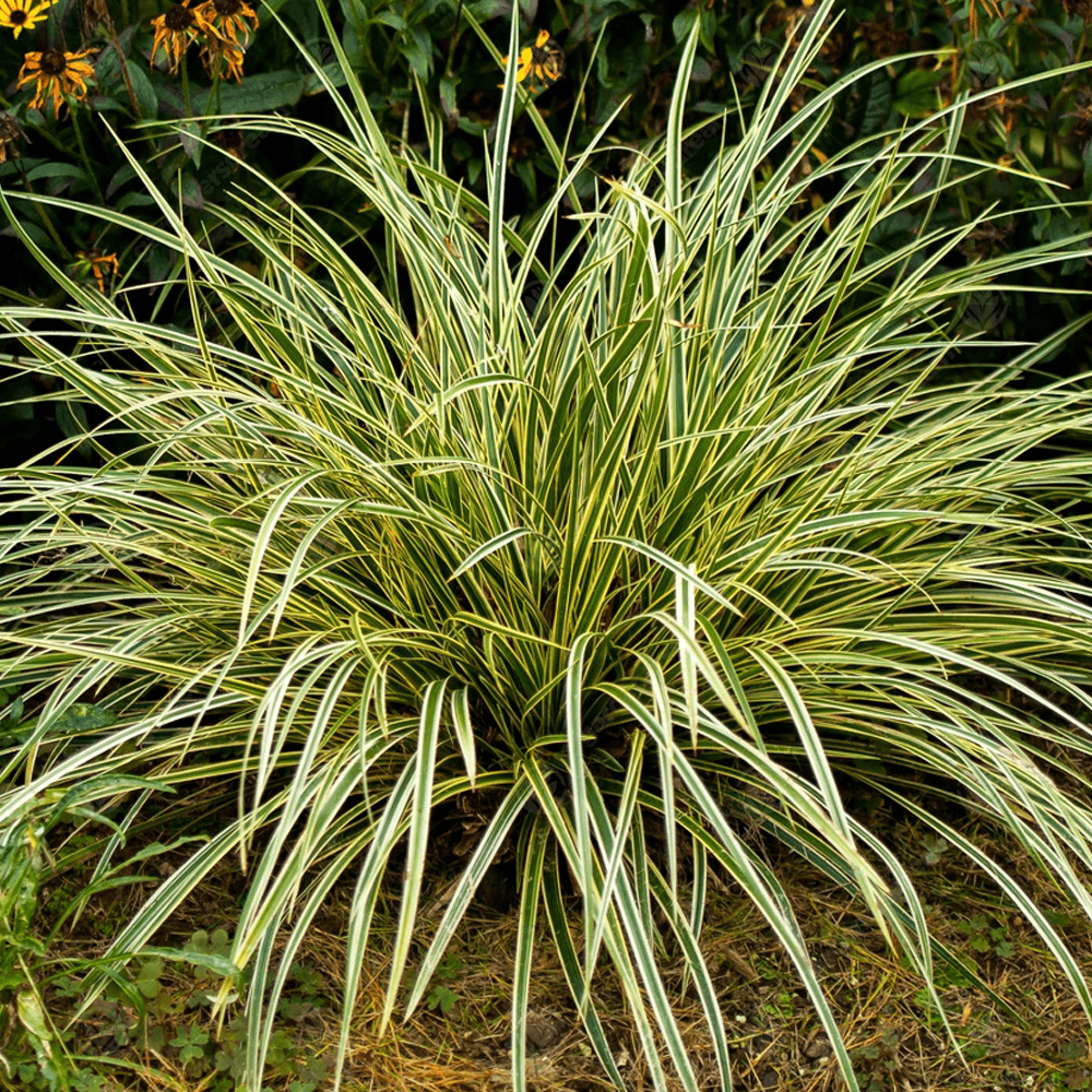 М осока. М осока. М осока. М осока. Осока морроу (carex morrowii ).