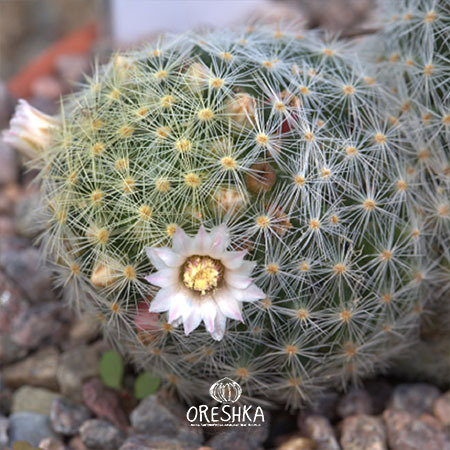 Seeds of Cactus Mammillaria shiedeana (Mammillaria shiedeana) — 10 pcs