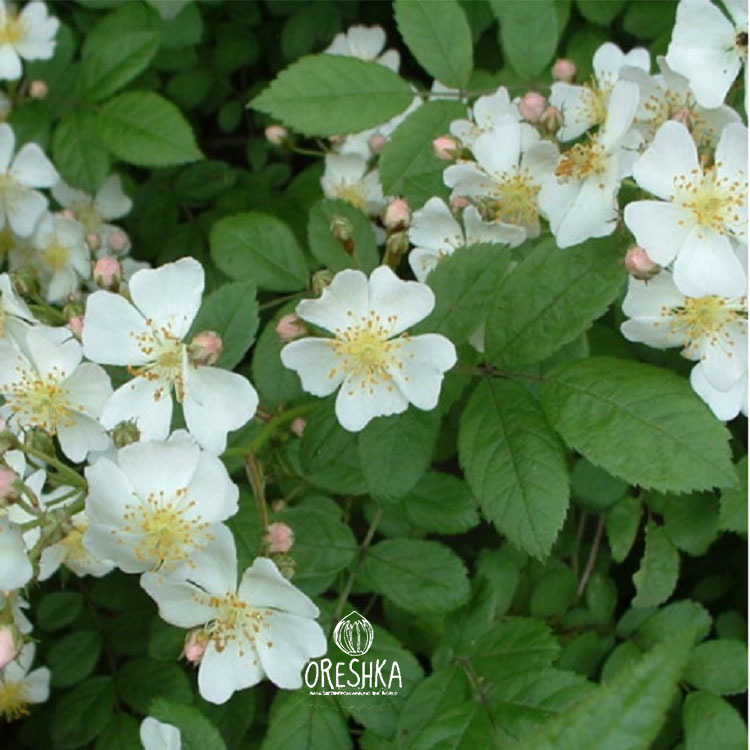 Seeds of Multiflora rose (Rosa multiflora), 30 pcs