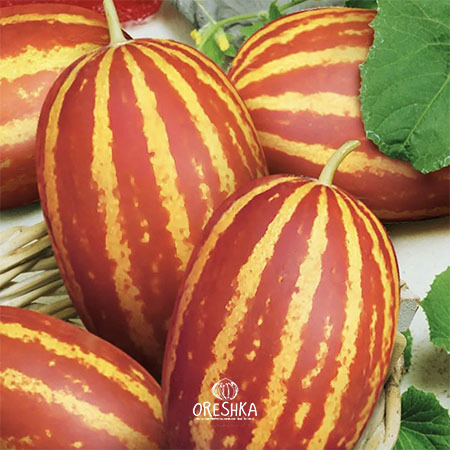 Oreshka Seeds Vietnamese melon seeds pack growing guide