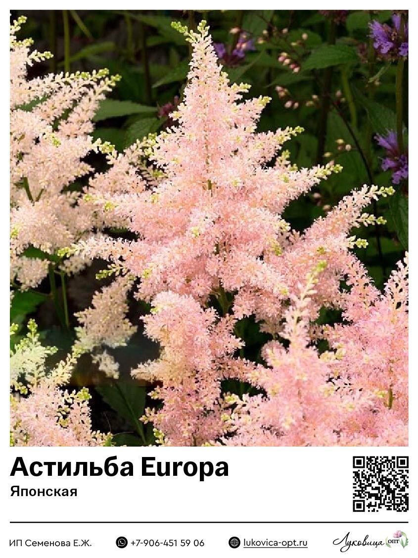 Астильба Europa (Японская) 1 шт