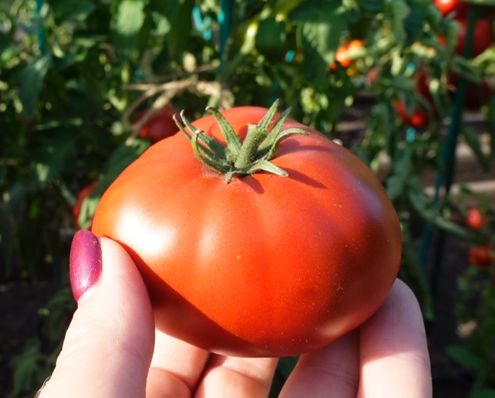 купить семена томата МАХАГОНИ (Dwarf Mahogany)