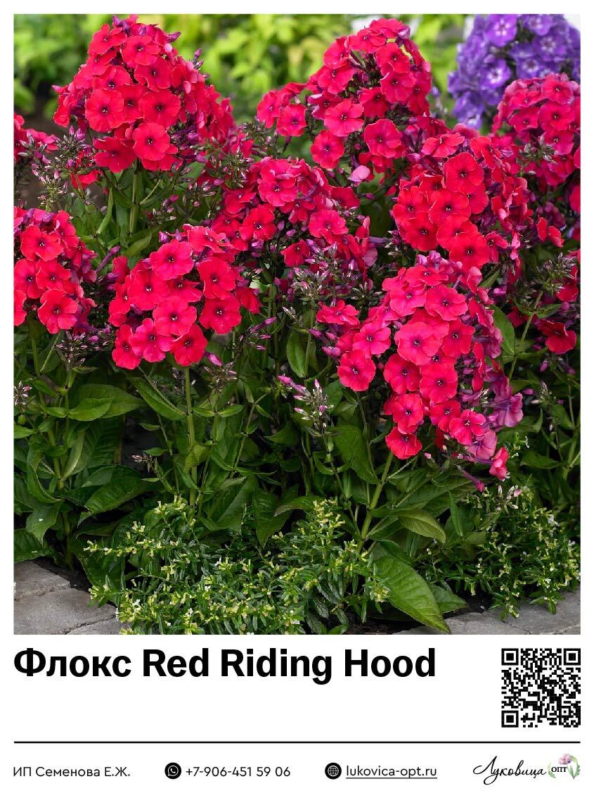 Флокс Red Riding Hood (Метельчатый) 1 шт