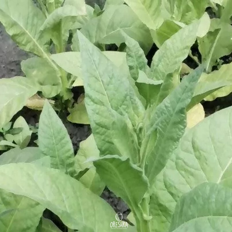 Seeds of Tobacco virginia 310 (Nicotiana tabacum) — 300 pcs