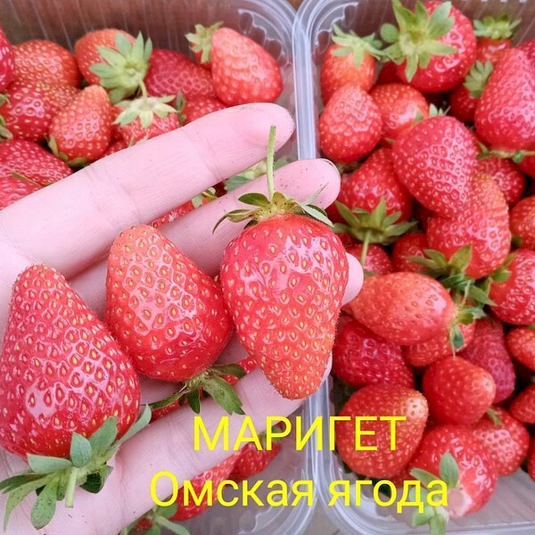 Сорт клубники маригет отзывы