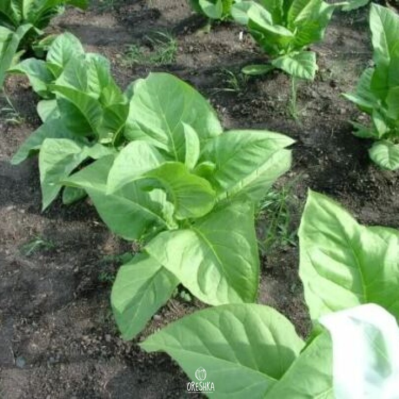 Seeds of Tobacco paris wrapper (Nicotiana tabacum) — 300 pcs