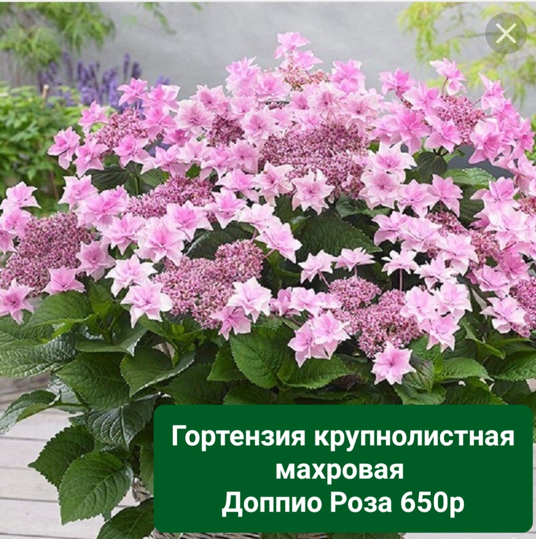 Гортензия крупнолистная doppio Rosa