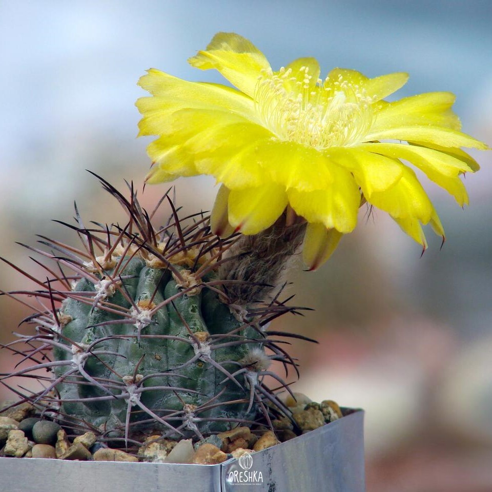 Seeds of Cactus Acanthocalycium griseum (Acanthocalycium griseum) — 10 pcs