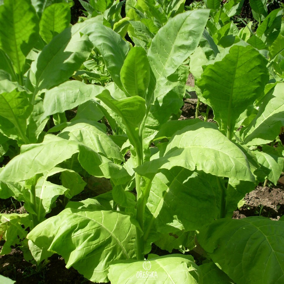 Seeds of Tobacco virginia golta (Nicotiana tabacum) — 300 pcs