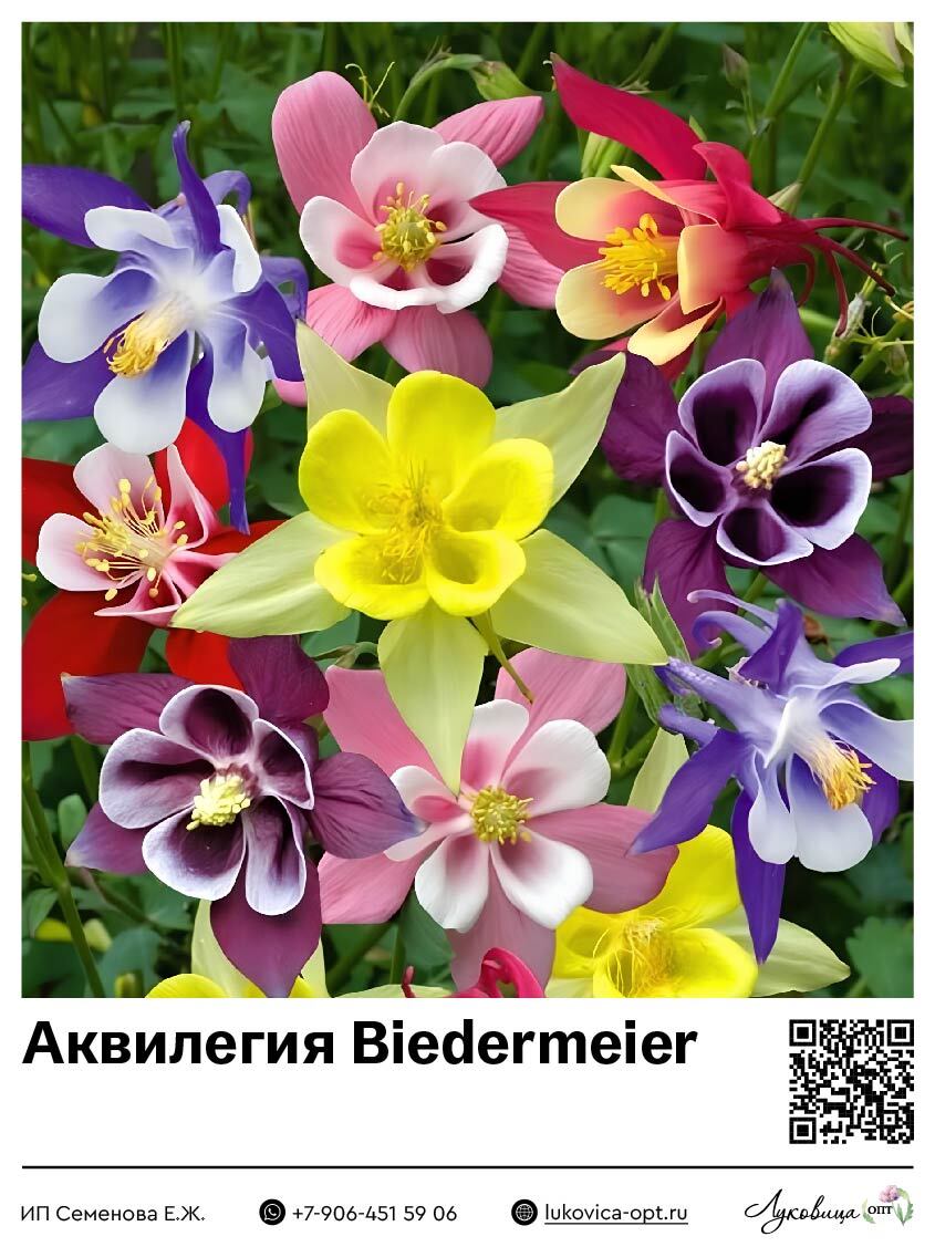 Аквилегия Biedermeier Mix 1 шт