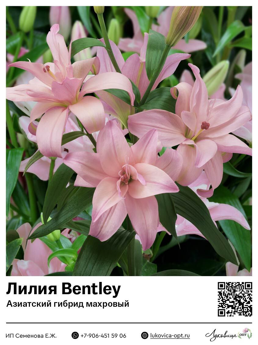 Лилия Bentley (Азиатский гибрид, махровый)