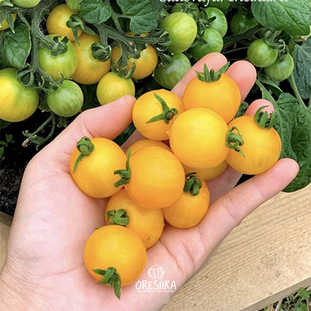Seeds of Potted tomato Liliput Yellow (solanum lycopersicum) — 10 pcs