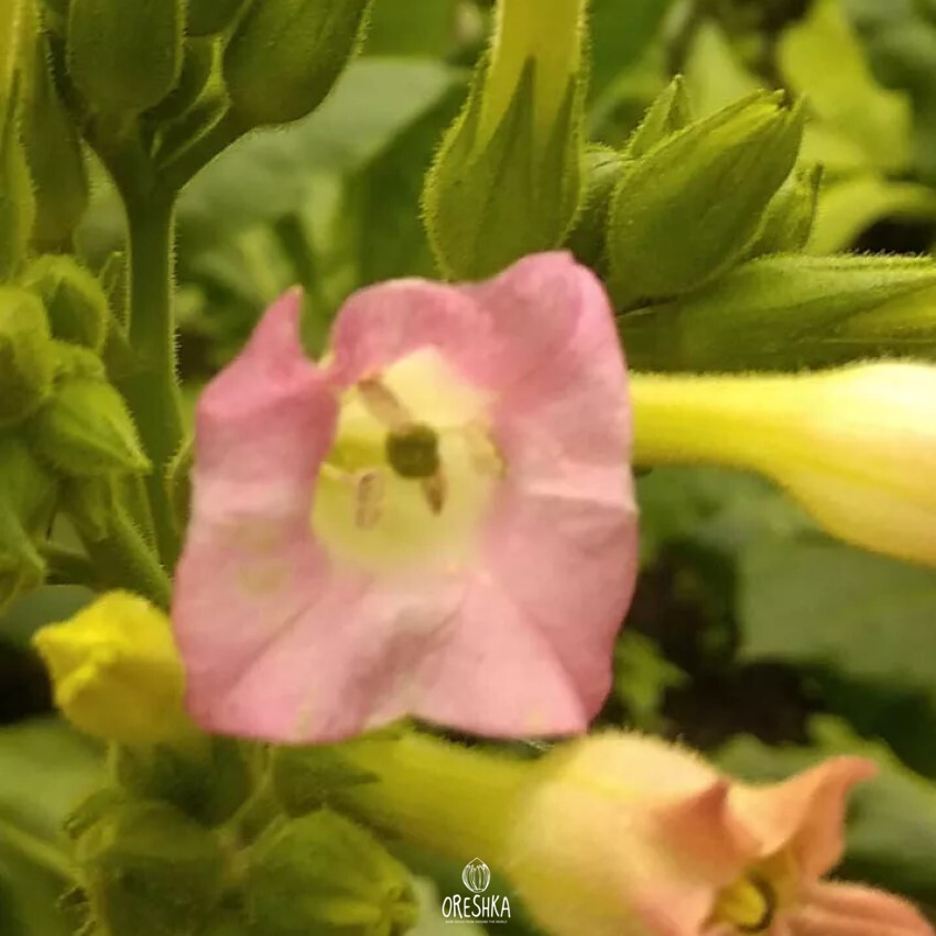 Seeds of Tobacco Burley Tennessee TN19 (Nicotiana tabacum) — 300 pcs