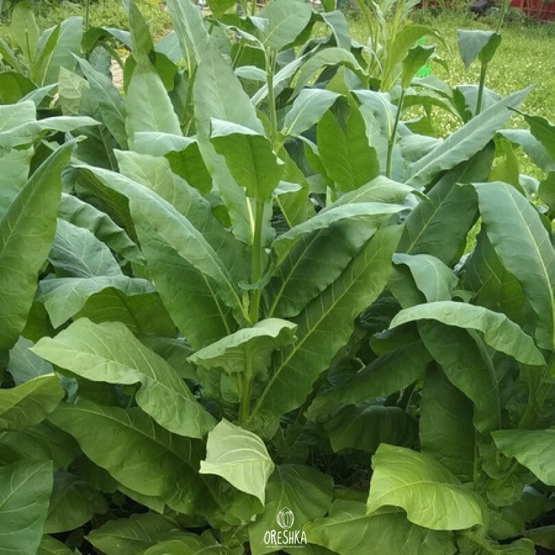 Seeds of Tobacco zimmer spanish (Nicotiana tabacum) — 300 pcs