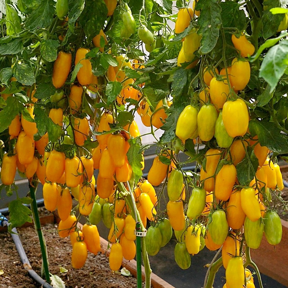 банановые ноги описание. томат банановые ноги характеристика. томат банана легс. томат бананчик. томат черри банано.