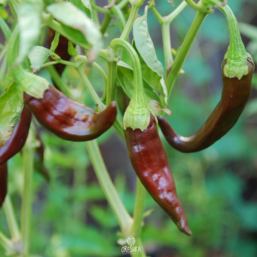 Seeds of Hot pepper Ethiopian Brown (Capsicum)