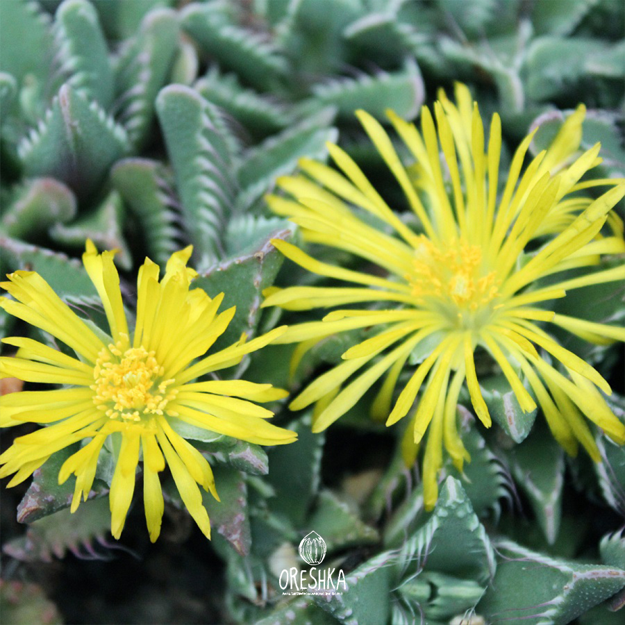 Seeds of Succulent Faucaria paucidens (Faucaria paucidens) — 10 pcs