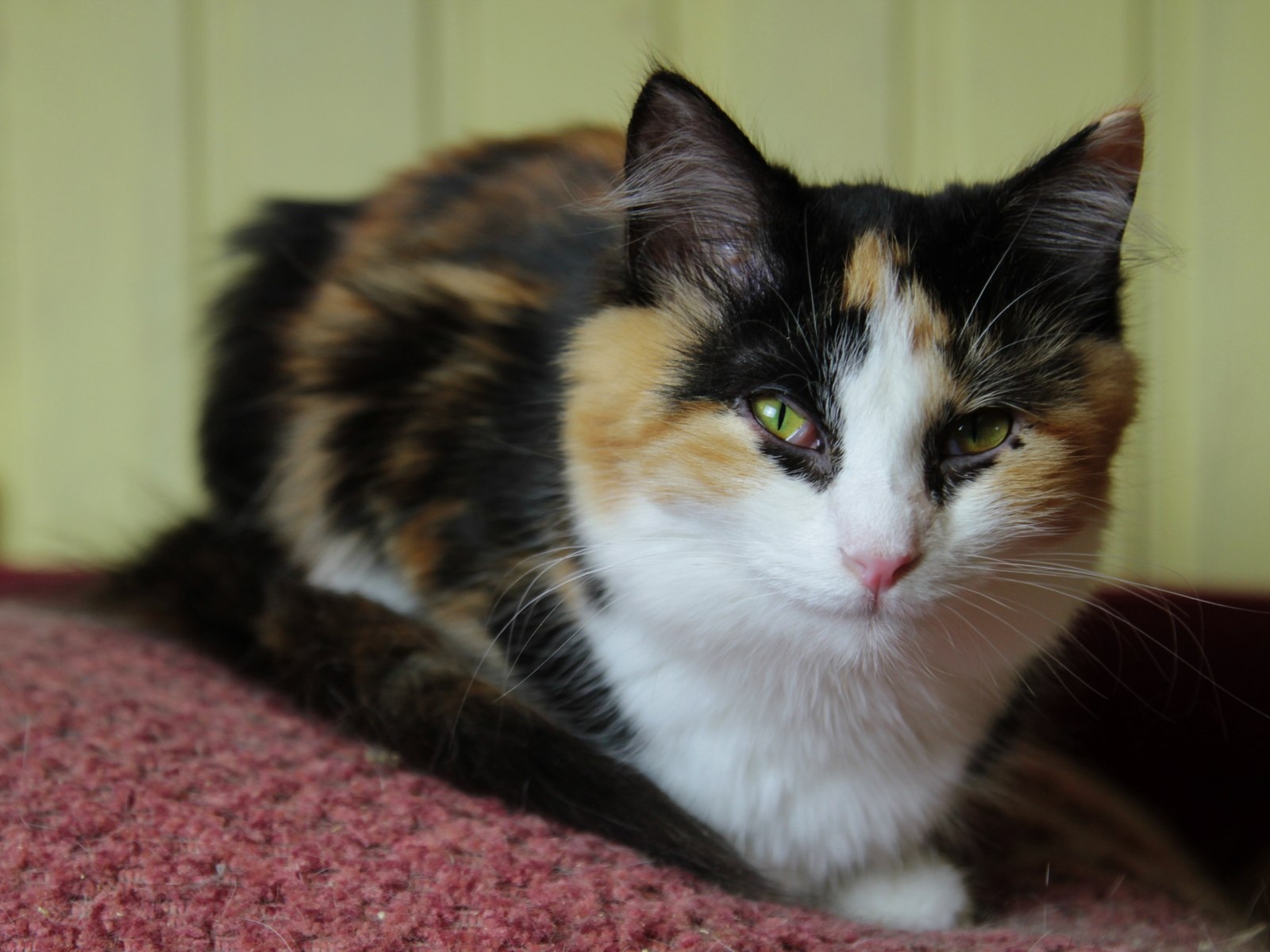 Животное фото 1