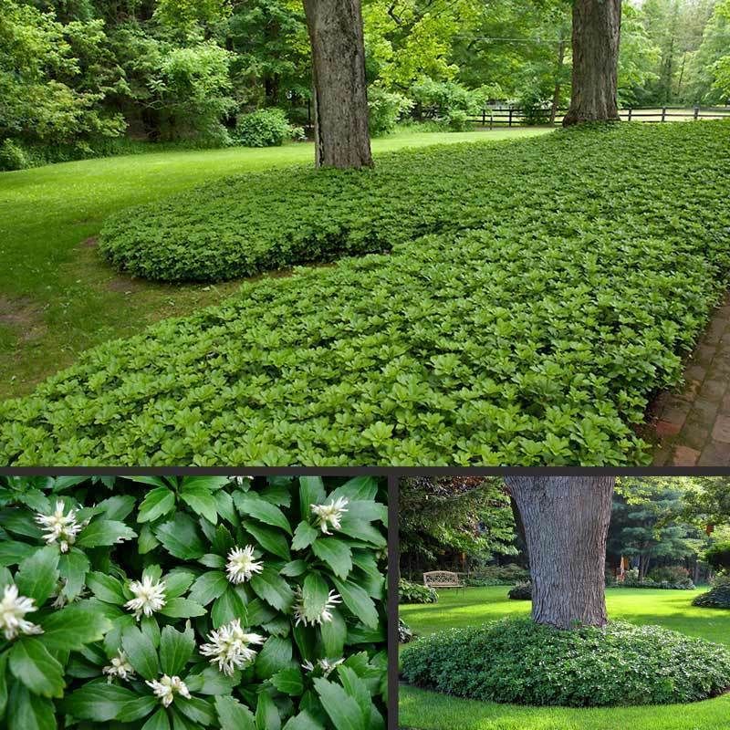 Пахизандра верхушечная Green Carpet