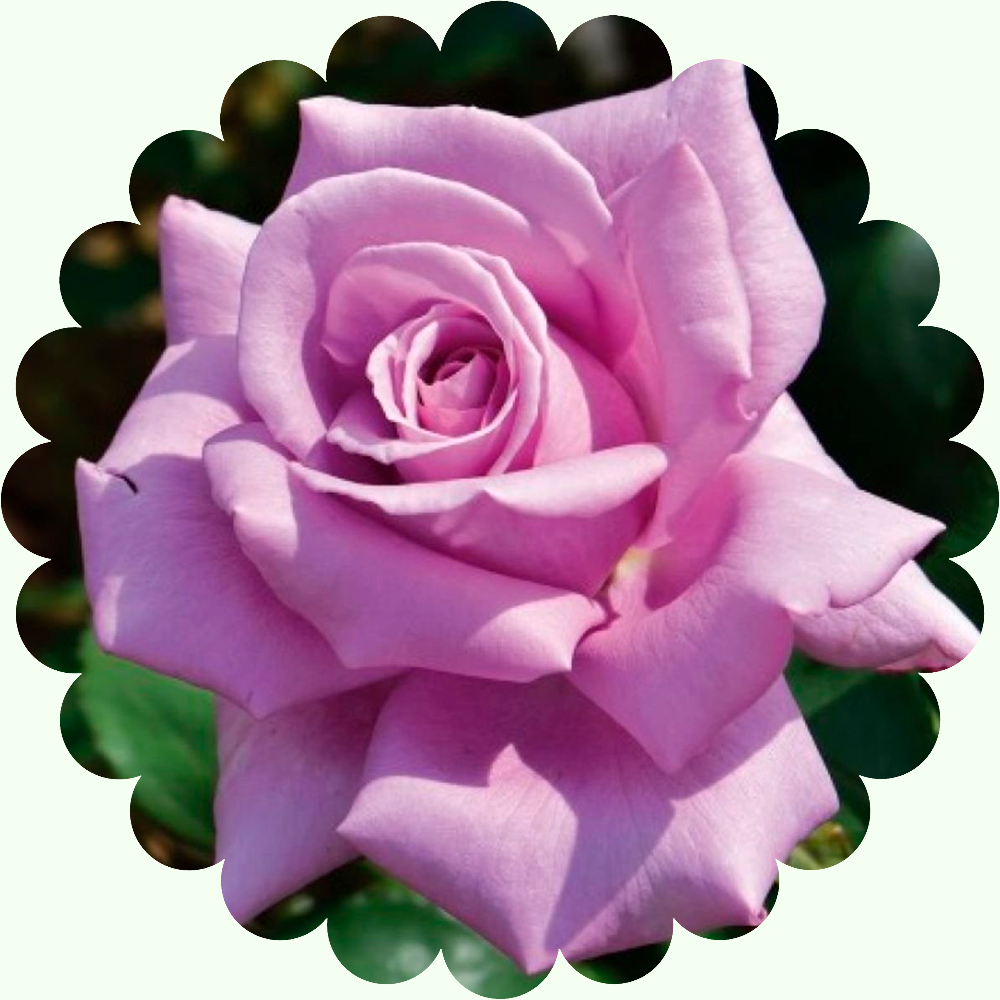 Роза чайно-гибридная Блю Мун