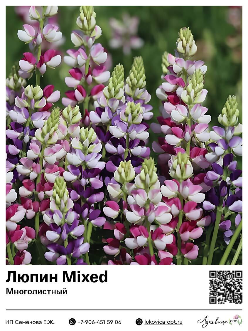 Люпин Mixed (Многолистный) 2 шт