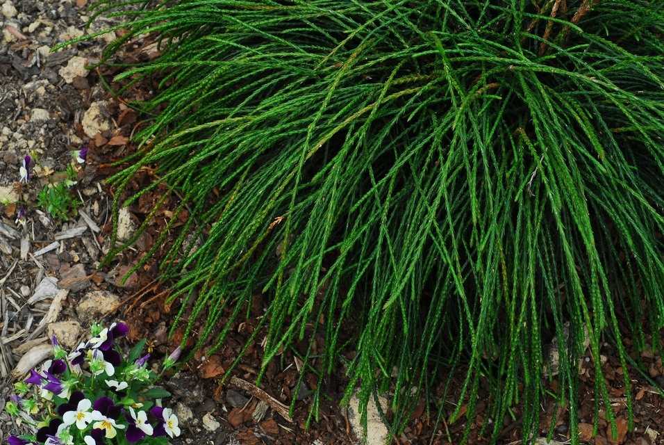 Туя нитчатая випкорд. Туя нитевидная випкорд. Туя западная складчатая "whipcord. Туя складчатая whipcord / thuja plicata whipcord. Туя складчатая whipcord.