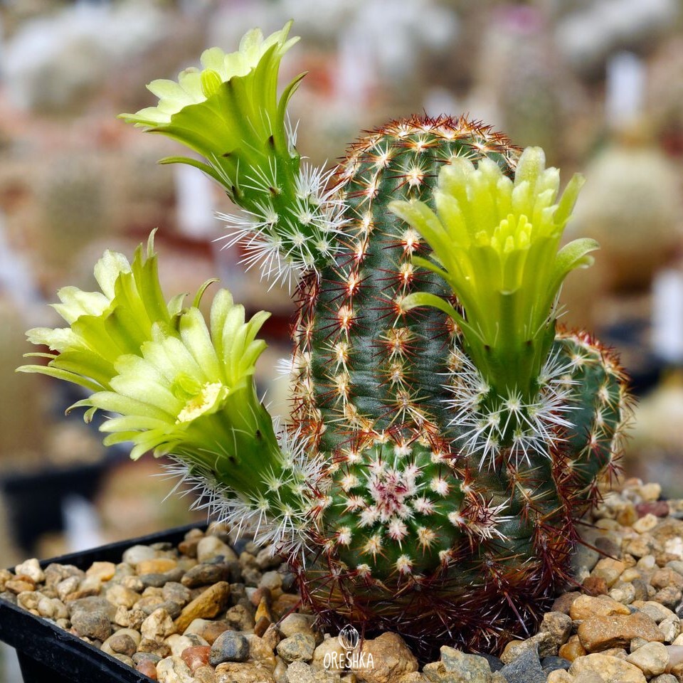 Seeds of Cactus Echinocereus viridiflorus v. minor SB 170 (Echinocereus viridiflorus v. minor SB 170) — 10 pcs