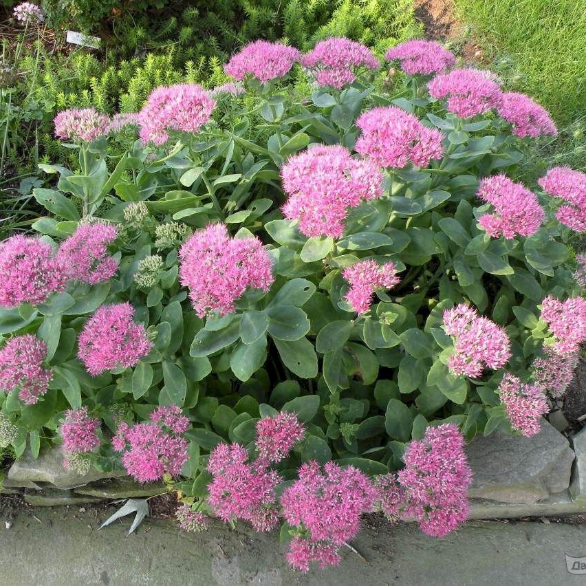 Очиток видный Неон, саженцы