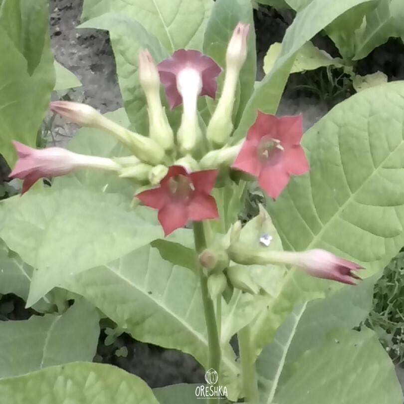 Seeds of Tobacco herzegovina pulawska (Nicotiana tabacum) — 300 pcs