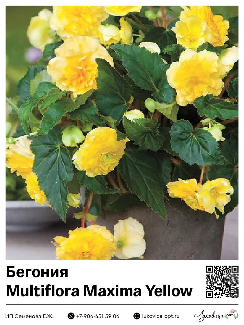 Бегония Multiflora Maxima Yellow