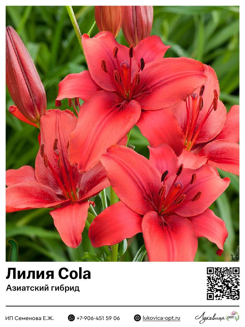 Лилия Cola (Азиатский гибрид)