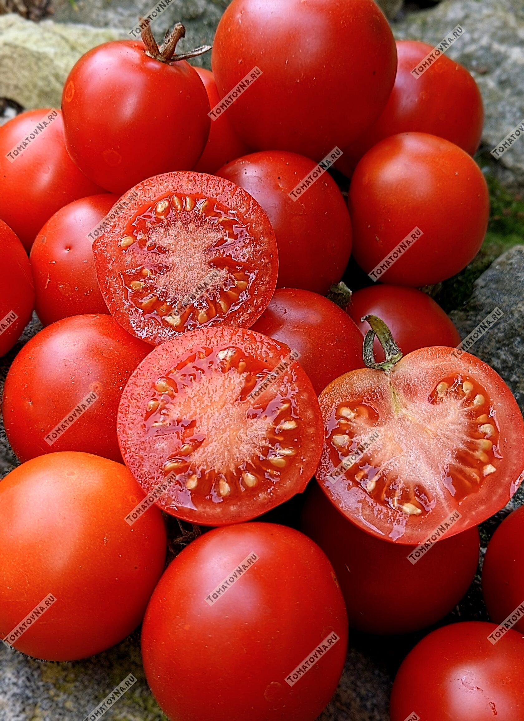 Томат Уникальный Кульчицкого. Описание. Семена