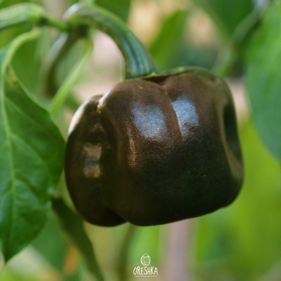 Seeds of Hot pepper Chilhuacle negro (Capsicum) — 5 pcs