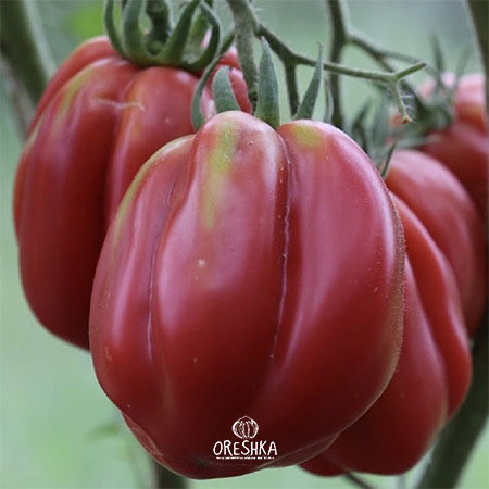 Seeds of Tomato Etoile (solanum lycopersicum) — 10 pcs