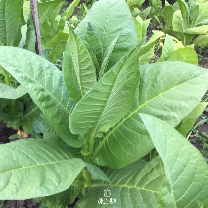 Seeds of Tobacco burley dark strong (Nicotiana tabacum) — 300 pcs