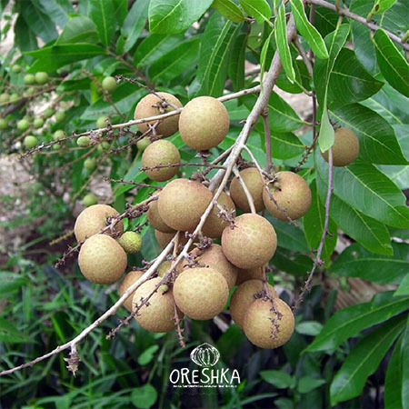 Seeds of Dimocarpus longan — 3 pcs