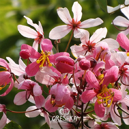 Seeds of Cassia Javanese (Cassia Javanise) — 15 pcs