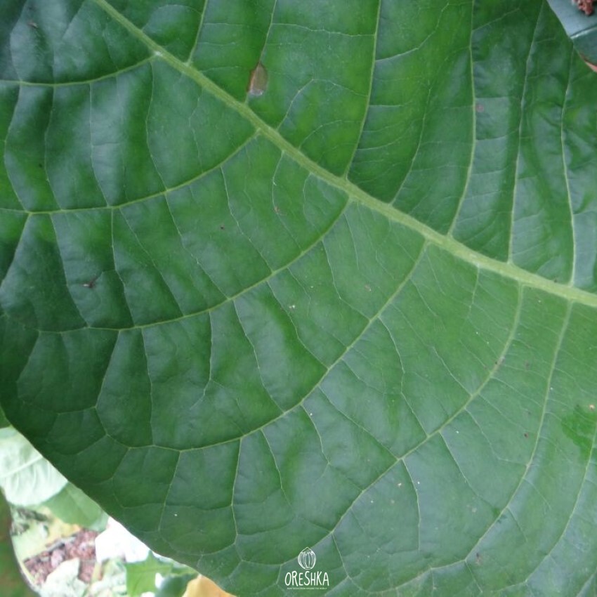 Seeds of Tobacco HUGO LIV (Canadian Virginia) (Nicotiana tabacum) — 300 pcs